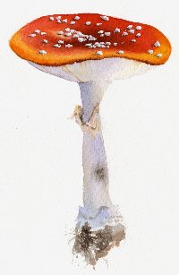 Fly Agaric - Amanita muscaria