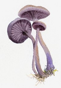 Amethyst Deceiver - Laccaria amethystea