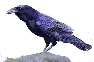 Carrion Crow