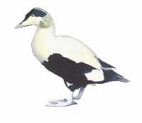 Eider Duck
