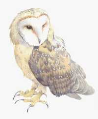 Barn Owl