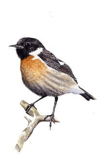 Stonechat