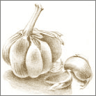 garlic